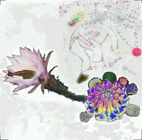 	Who Knows What Cover, No Text	