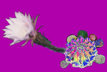 	Who Knows What Variation 1 Magenta	