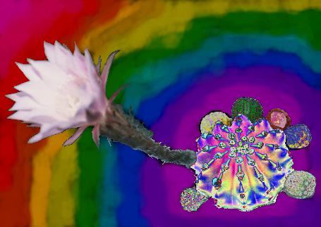 	Who Knows What Variation 1 Rainbow	